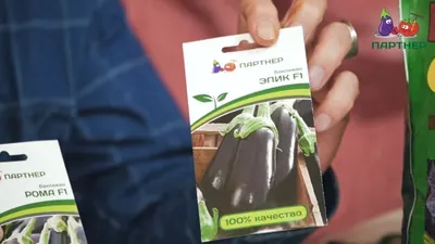 Чем заболели баклажаны: основные проблемы с фото и решением | На грядке  (Огород.ru)