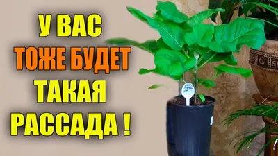 Выращивание рассады баклажанов в домашних условиях. Когда сажать? Фото —  Ботаничка