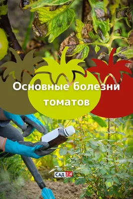 Болезни томатной рассады. Как определить недуги и лечить помидоры |  Лечение, Заболевания, Борьба