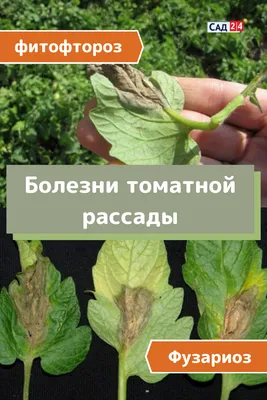 Супермаркет Насіння - Черная ножка у рассады томатов🍅 С наступлением  нового сезона главной задачей огородника является вырастить свою  полноценную рассаду томатов. Но как обидно становится, когда вполне  здоровые растения начинают ломаться у