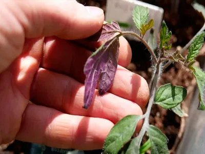 Почему у рассады томата фиолетовые листья