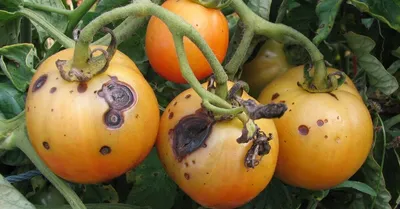 Почему желтеют листья у рассады томатов? Чем подкормить - YouTube