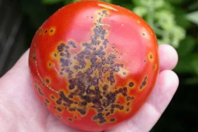 Болезни рассады томатов: как их предупредить и как с ними бороться