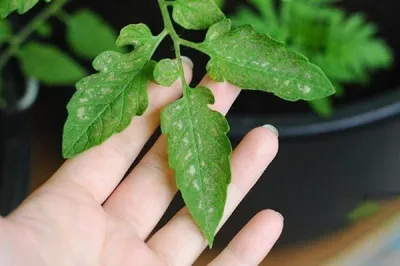 Почему сохнут листья у рассады томатов? - ответы экспертов 7dach.ru