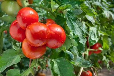 Основные причины белеющих листьев у рассады помидоров