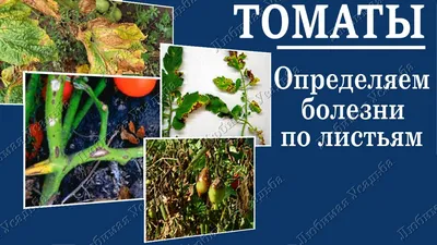 Рассада помидоров не растет – чего ей не хватает | На грядке (Огород.ru)