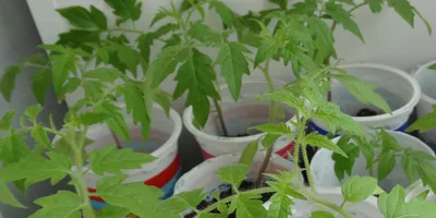 Болезни рассады томатов и их лечение | Садовод и Огородник | Дзен