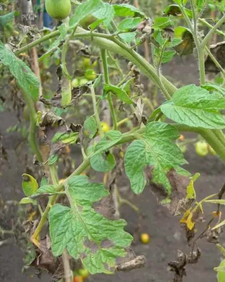 Болезни рассады томатов и борьба с ними фото фотографии