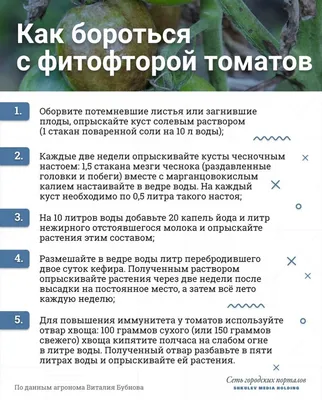 Syngenta - Семена овощных культур - Болезни томатов закрытого грунта В  прошлом посте мы рассказывали об основных вредителях тепличных томатов. В  этот раз речь пойдёт о болезнях и методах борьбы с ними.