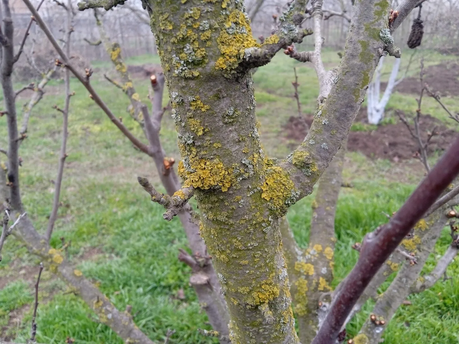 Рак Яблони И Борьба С Ними Фото