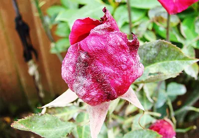Болезни роз и их лечение | дачник | Дзен