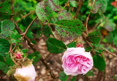 Болезни садовых роз: лечение и профилактика - Бабушкина дача