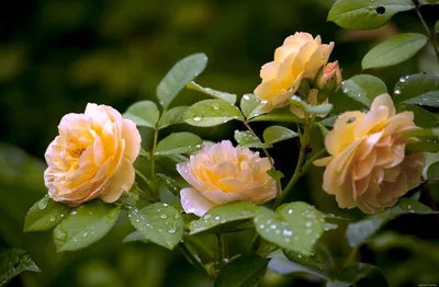 Болезни комнатной розы и их лечение