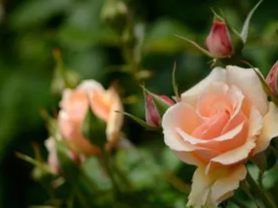 Основные болезни роз и способы их лечения