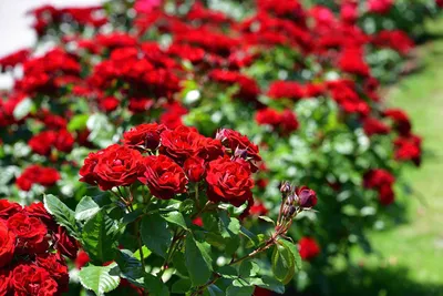 Болезни роз - чёрная пятнистость, что делать и как лечить розы | Советы  Садоводам