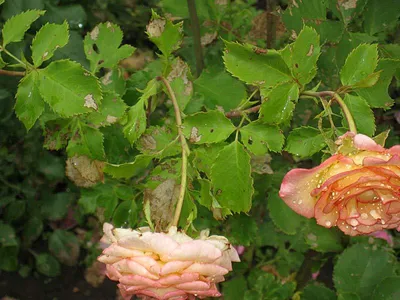 Болезни роз и способы их лечения
