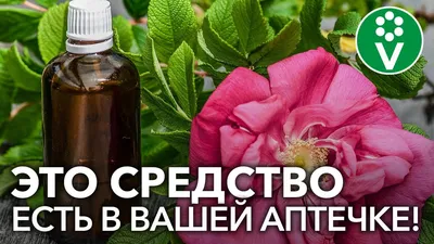 Полезная информация и статьи для садоводов и любителей от специалистов  питомника Дяди Бори