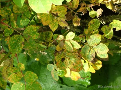 Лечение листьев роз от филлостиктоза: народные средства, фунгициды | Rosen  krankheiten, Rosenkrankheiten, Pflanzen