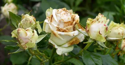 Болезни роз - как спасти розарий