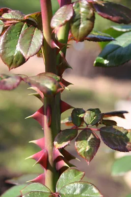 Болезни роз: какие бывают и как спасти растение