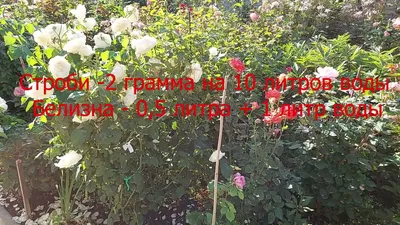 Чем болеют розы и как их лечить от мучнистой росы, серой гнили и ржавчины —  советы агронома - 6 ноября 2022 - e1.ru