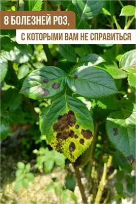 Как бороться с черной пятнистостью роз - Agro-Market24