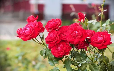 Розы - Комплексный уход за садом