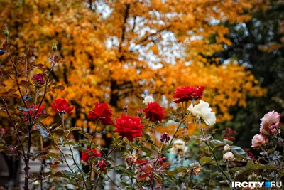 Купите Роза Антик 🌹 из питомника Долина роз с доставкой!