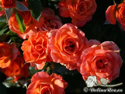 Болезни роз и способы их лечения | Блог DonPion