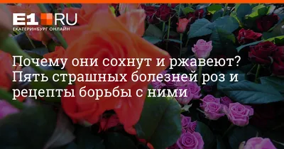 Купите роза алегри 🌹 из питомника Долина роз с доставкой!