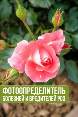 Фотоопределитель болезней и вредителей роз с описанием, лечением и мерами  борьбы | Розы, Растения, Садовые шары