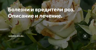 На листьях розы появились пятна – что делать и чем лечить растения | В  цветнике (Огород.ru)