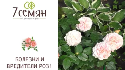 Болезни и вредители роз. Описание и лечение. | Garden-Zoo.ru | Дзен