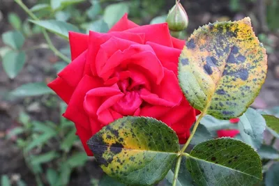 Почему листья роз: желтеют, сохнут, краснеют, опадают