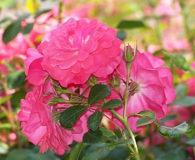 Купите Роза Дип Ватер 🌹 из питомника Долина роз с доставкой!