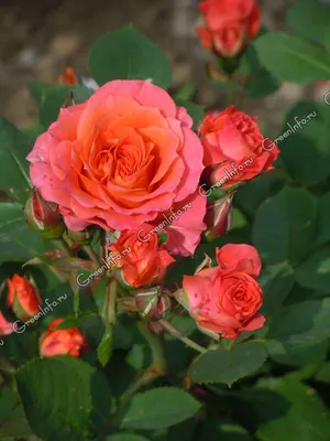 Как вырастить розы в своем саду – Курская правда