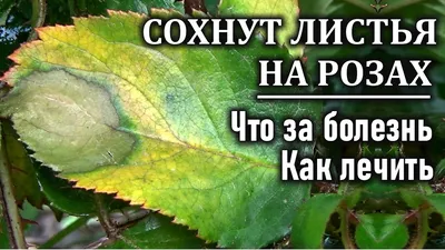 Как сажать розы и когда: правильная посадка в открытый грунт