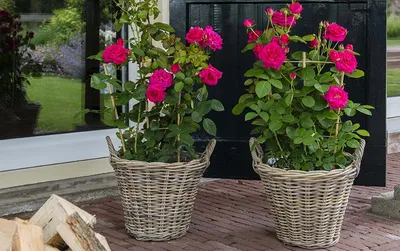 10 бед, которые подстерегают розы в конце лета: срочно принимайте меры | В  цветнике (Огород.ru)