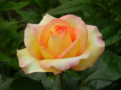 Уход за садовыми розами - Nolina - Passion for people, passion for plants