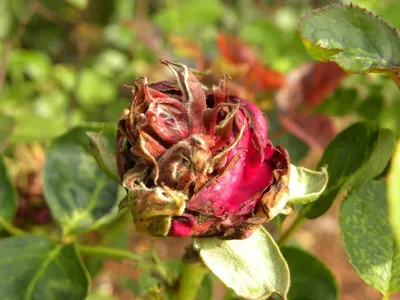 Болезни роз и их лечение | дачник | Дзен