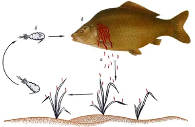 Грибковые и паразитарные болезни рыб | AXEAFI | Дзен