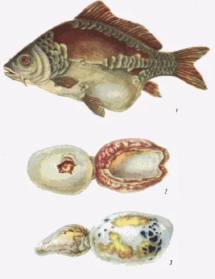 Болезни рыб. Опасны ли они для рыболова? - Полтавский рыболовный портал!