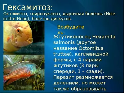 Паразитарные болезни рыб. Учебное пособие для СПО, Р. Тимербаева – скачать  pdf на ЛитРес