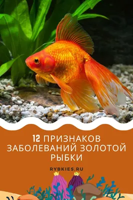 Учёные из Тюмени разработают тесты для определения болезни, передающейся от  рыб человеку — Ferra.ru