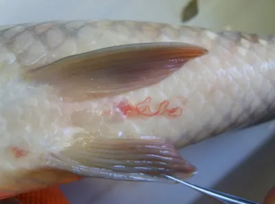 Диагностирующее болезни рыб приложение разработали в Новосибирске