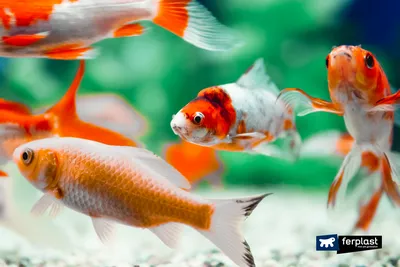 Болезни аквариумных рыб: неоновая болезнь, диагностика и лечение