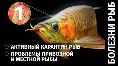 Болезни рыб. - Страница 5 - обсуждение на форуме НГС Новосибирск
