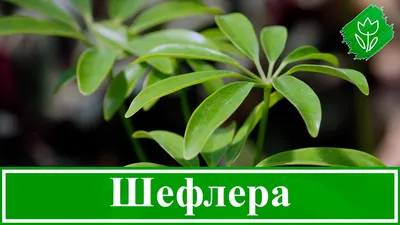 Шефлера – уход в домашних условиях, формирование цветка, болезни + фото |  Цветок, Балконные растения, Посадка цветов