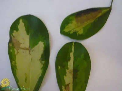 болезни растений, пятна на листьях шефлеры Стоковое Изображение -  изображение насчитывающей бело, органы: 137731693