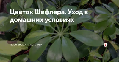 Фикус Бенджамина азы домашнего ухода, полив, почва, пересадка, подкормка,  подрезка и фото сортов